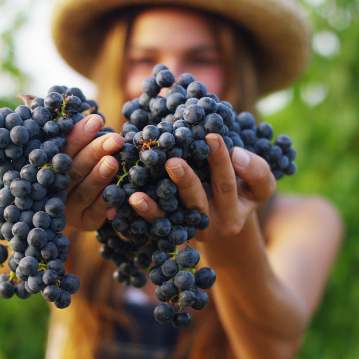 Per tutto il mese di settembre e ottobre Cantine Aperte in tutta la Toscana!